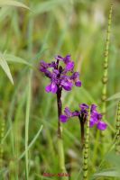 Breitblaettrige Kuckucksblume